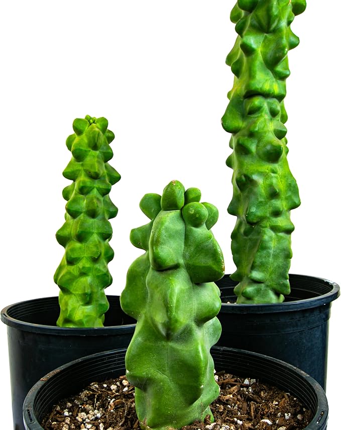 Cactus Outlet - Totem Pole Live Cactus, Cactus Plants Live, Live Plants Indoor & Outdoor Use 12-18” - Rare Large Live Cactus - Landscape Ready Large Cactus Plant Live Delivered Right to Your Door