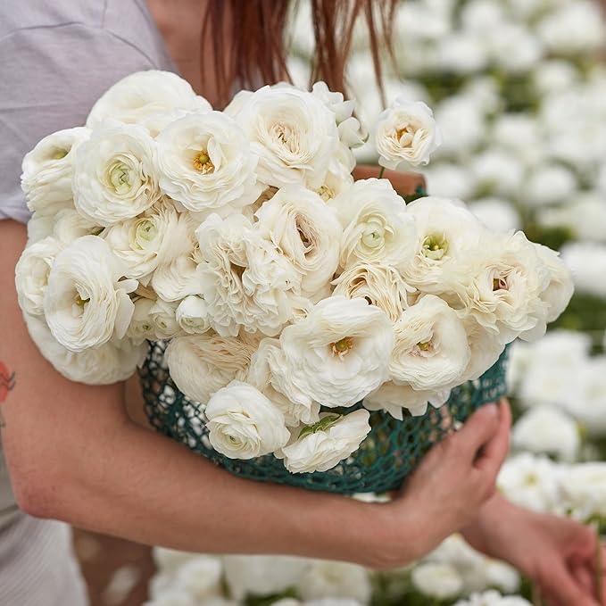 Eden Brothers Ranunculus Bulbs - White