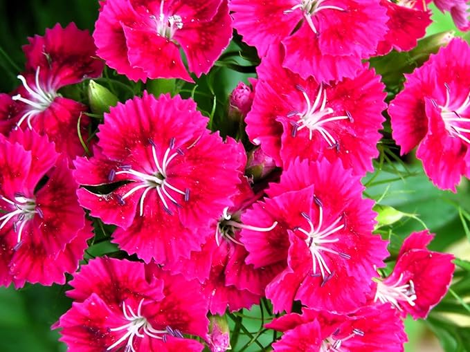 Greenwood Nursery: Live Perennial Plants - Frosty Fire + Dianthus Allwoodii - [Qty: 3X Pint Pots] - (Click for Other Available Plants/Quantities)