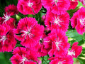 Greenwood Nursery: Live Perennial Plants - Frosty Fire + Dianthus Allwoodii - [Qty: 3X Pint Pots] - (Click for Other Available Plants/Quantities)