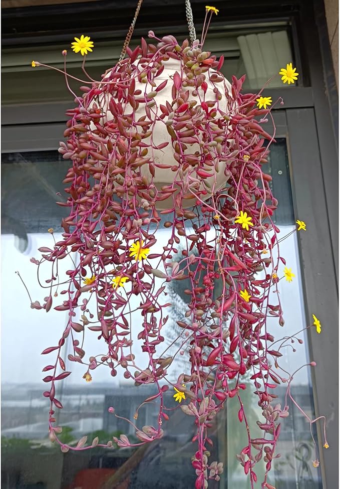 4" Ruby Necklace with White Stripe Pot, Live Othonna capensis L.H.Bailey Succulent, Purple Hanging Trailing House Plant for Home Office Wedding Decoration DIY Project Party Favor