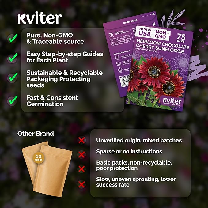 KVITER 75 Chocolate Cherry Sunflower Seeds to Plant (Helianthus annuus) – Heirloom Seed Non GMO Organic Sunflowers Variety, Long Vase-Life Blooms – Flower Seeds for Planting in Home Garden