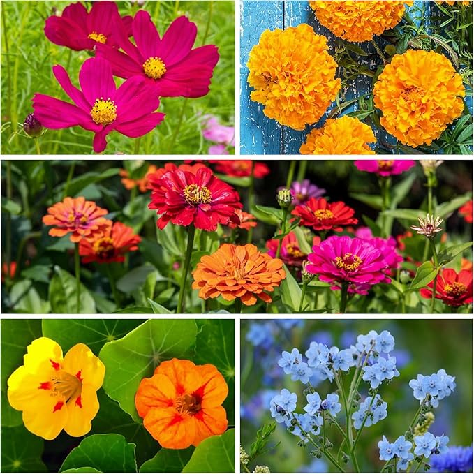 Seed Needs Wildflower Seeds Hummingbird and Butterfly Seed Mix | 2 Packs (1 Ounce Each) No Filler 23 Varieties Garden Seeds Annual & Perennial Species | Pollinator Attracting Flower Seed | Bulk