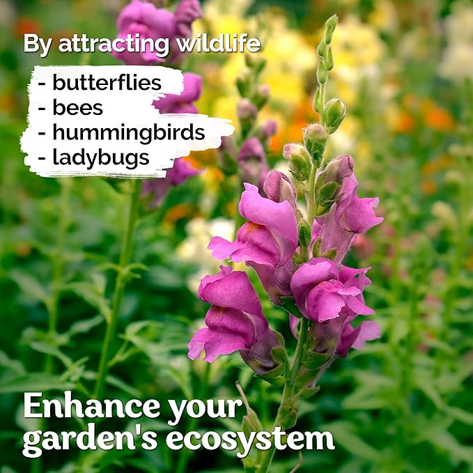 KVITER 1,500 Tetra Mix Snapdragon seeds (Antirrhinum Majus) – Heirloom & Organic Tall Snap Dragon Mix, Annual Flower Garden seeds, Cut Flower Seeds for Planting – Ideal for Outdoor Garden & Containers