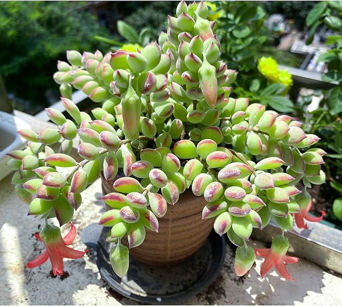 4" Cotyledon Pendens, Live Succulent Fully Rooted in Pots with Soil Mix, Rare House Plant for Home Office Wedding Indoor Outdoor Decoration, DIY Projects, Party Favor