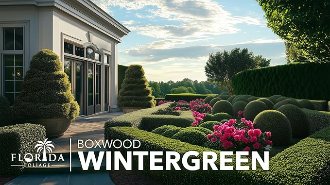 Wintergreen Boxwood | 5 Quart Size Plants | Buxus Microphylla | Evergreen Shrub, Dense Foliage, Formal Garden, Low Maintenance, Privacy Hedge, Year-Round Interest, Landscaping Shrub