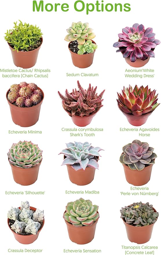 2" Live Succulent 'Cremnosedum Little Gem', Rare Succulent Plants Fully Rooted in Pots, Unique House Plant for DIY, Party Favor, Home Office Decoration