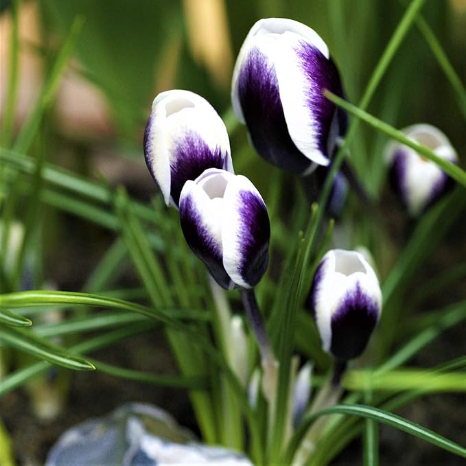 Easy to Grow Crocus Prins Claus 20 Plant Bulbs - Purple & White Flowers in Late Winter to Spring, Full Sun Outdoor Zones 3-8