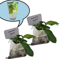 Generic Mojito Mint Plants. Live, Fragrant, Fresh, Edible. Easy Grow. Indoor/Outdoor. (2 mohito Mint Bags)