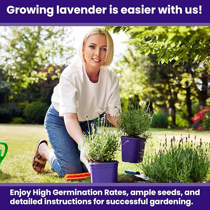 NatureZ Edge 7500 English Lavender Seeds for Planting Outdoors or Indoors, 90% Germination, to Give You The Lavender Plant You Need, Non-GMO, Heirloom Herb Seeds (5 Pack)