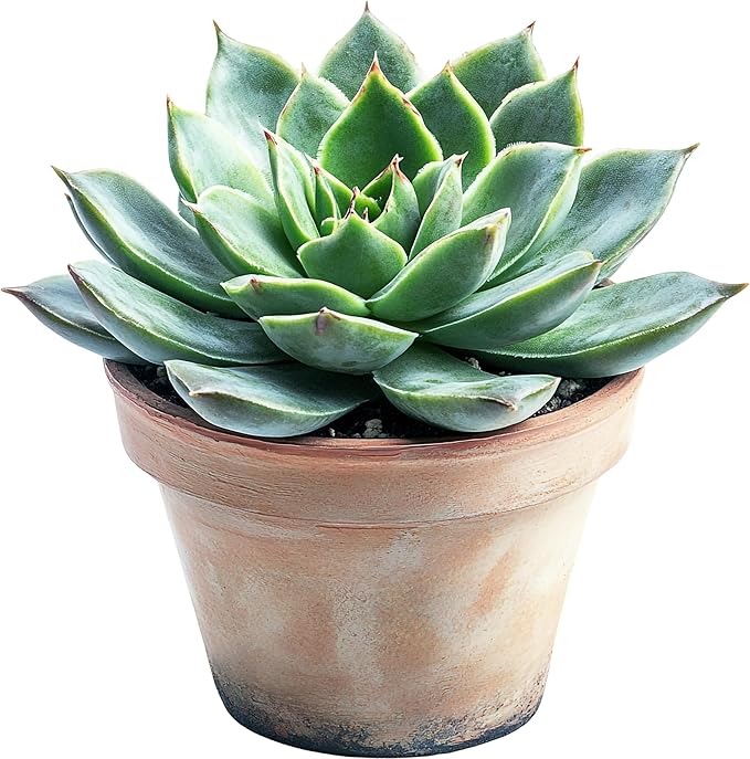Premium Organic Succulent Potting Mix – Well-Draining Indoor Plant Soil – Safe, Eco-Friendly, UV-Treated – Perfect for Succulents, Aloe, and Cacti – Handcrafted in The USA (3 Quarts)