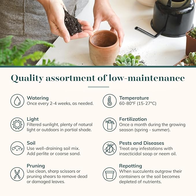 Shop Succulents Blue & Green Succulent Plant Pack Collection - Live Mini Succulent Plants, Low Maintenance, Mixture of Textures - Wedding and Party Favors, Gift & Garden, Pack of 12