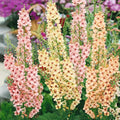 Outsidepride Southern Charm Mullein Seeds for Planting - 30 Pcs Self-Seeding, Perennial Heirloom Seeds for Planting Flowers, for Cut Flower Arrangements, Xeriscaping, Rock Gardens & Containers