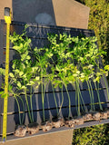 Moringa Plants 2 Live Moringa Tree Seedlings with Moringa Seeds - Sahijan - Malunggay - Drumstick Tree - Moringa Oleifera