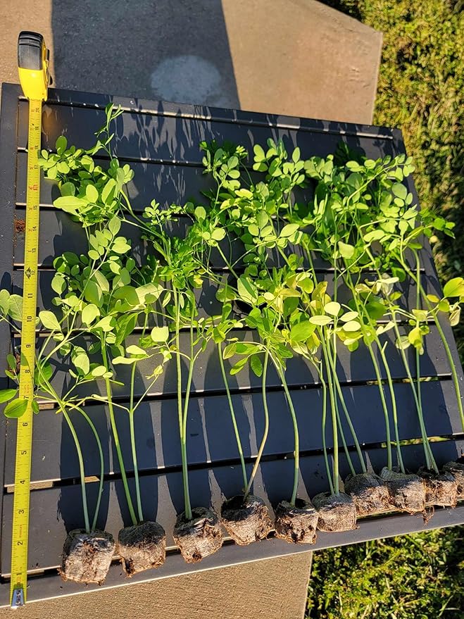 Moringa Plants 2 Live Moringa Trees with Moringa Seeds, Drumstick Tree, Miracle Tree, Moringa Seedling, Live Plant