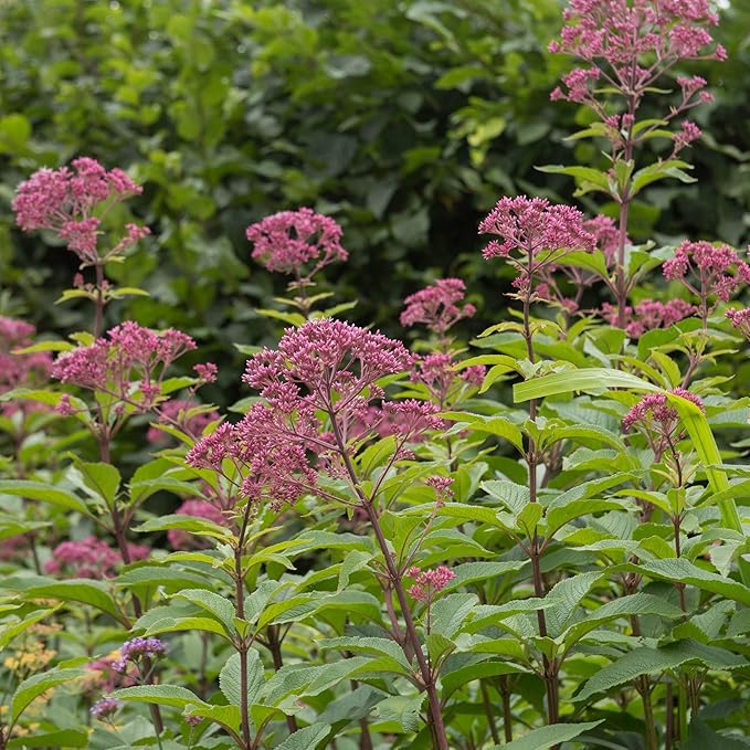 Outsidepride Joe Pyeweed Eupatorium Seeds - 5000 Pcs Easy to Grow, Non-Invasive Perennial Flower Seeds for Planting for Pollinator Gardens, Flood Plains, Swamps, Bogs, or Stream Banks