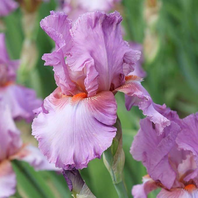 Easy to Grow Bearded Iris Persian Berry - 3 Plant Bulbs Rhizomes, Purple Flowers in Spring to Fall, Full Sun Low Maintenance