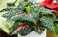 Gingerland Caladium Bulbs for Planting - Beautiful Spotted Leafs Stand Out - Perennial Hosta, Elephant Ears, Fancy (6 Bulbs)