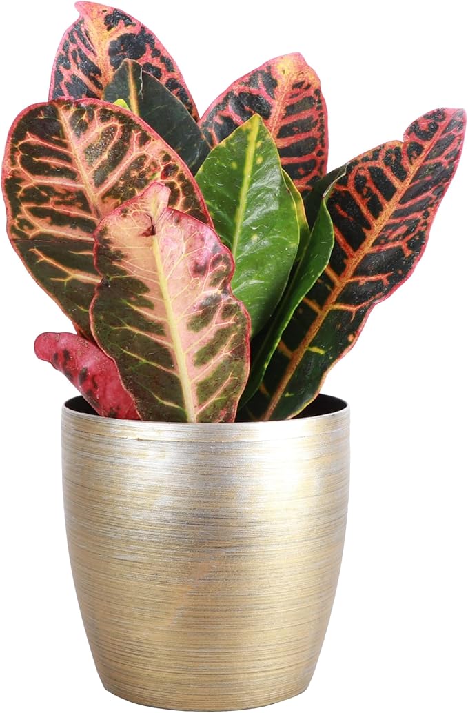 Thorsen's Greenhouse Live Petra Croton Plant, Codiaeum Variegatum, Colorful Foliage, Live Indoor Houselant (Gold, 4-inch Pot)