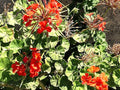 Greenwood Nursery: Live Perennial Plants - Wild Red Columbine + Aquilegia Canadensis - [Qty: 3X Pint Pots] - (Click for Other Available Plants/Quantities)