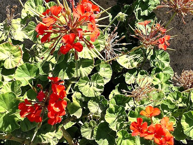 Greenwood Nursery: Live Perennial Plants - Wild Red Columbine + Aquilegia Canadensis - [Qty: 1x Pint Pot] - (Click for Other Available Plants/Quantities)