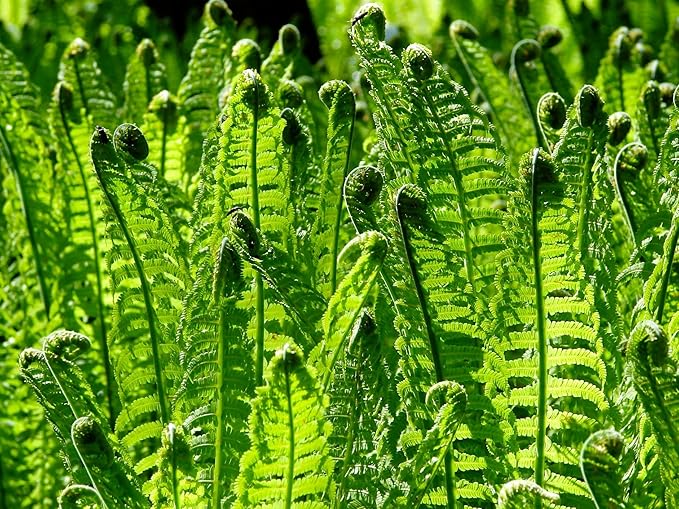 Greenwood Nursery: Live Perennial Plants - Ostrich Fern + Matteuccia Struthiopteris - [Qty: 3X Pint Pots] - (Click for Other Available Plants/Quantities)