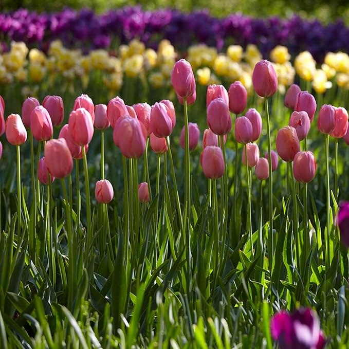 Garden State Bulb Single Late Pink Menton Tulip Flower Bulbs, 12/+ cm, Fall Planting (Bag of 25)