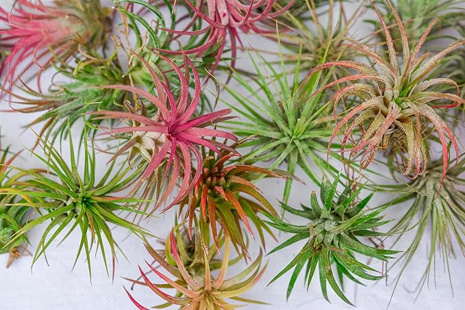 Air Plants - Tillandsia Ionantha - Organically Enhanced Color - Live Arrival Guaranteed - House Plants for Home Decor & Gift (3pk Marigold + White Barrels)