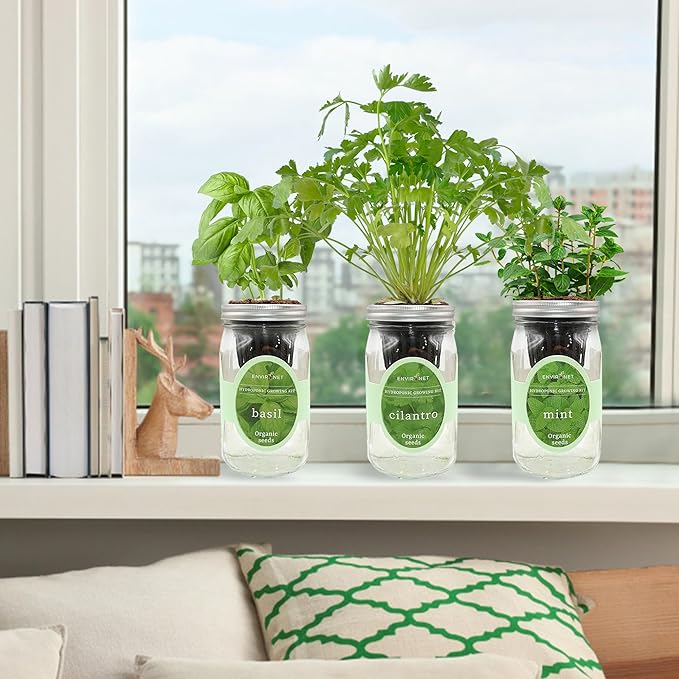 Hydroponic Herb Growing Kit Set, Self-Watering Mason Jar Herb Garden Starter Kit Indoor, Window Herbs Garden, Grow Your Own Herbs from Organic Seeds (Basil, Cilantro and Mint)