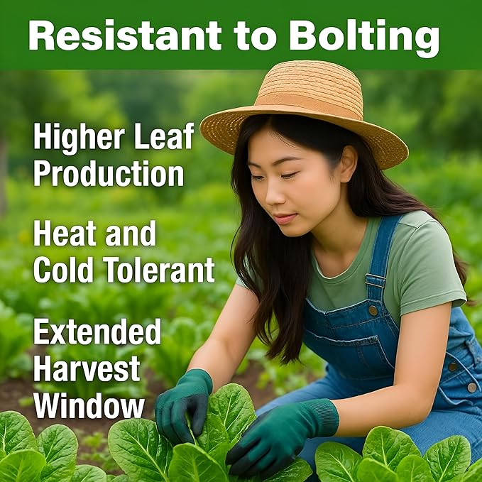 Romaine Lettuce Seeds – Parris Island Cos, 8000+ Heirloom Non-GMO Seeds, High Germination Bulk Pack, Grown in USA – Ideal for Indoor Hydroponic & Outdoor Vegetable Gardens