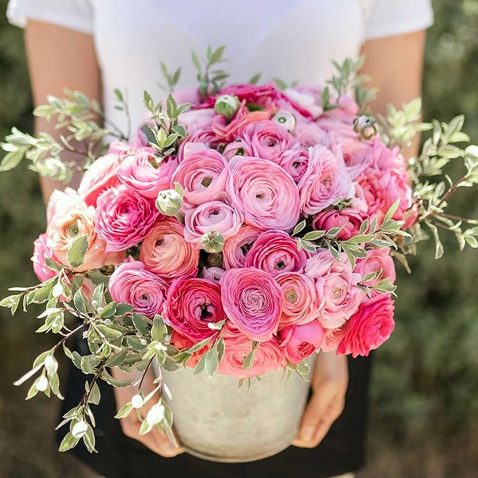 Eden Brothers Ranunculus Bulbs - Pink Confetti Mix