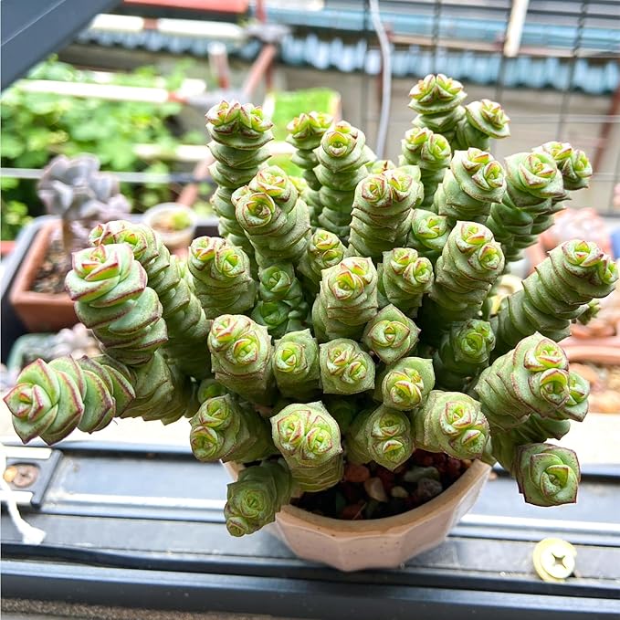 Sprout N Green 4" String of Buttons, Live Crassula 'Baby's Necklace' Trailing Succulent Rooted in Pots, Rare House Plant for Home Office Wedding Hanging Decoration, DIY Projects, Party Favor