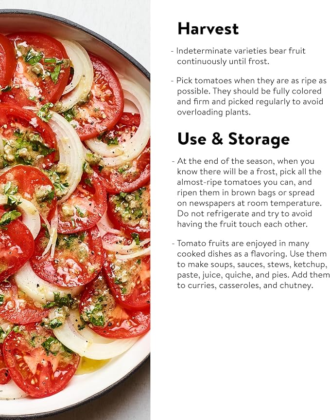 Burpee 'Brandy Boy', Hybrid Beefsteak Slicing Variety, Large Red Fresh Indeterminate Tomato, 35 Non-GMO Seeds