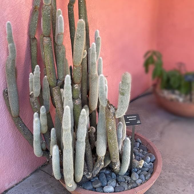 Cactus Outlet - Cactus Plants Live, Live Plants Outdoor & IndoorUse, Live Cactus, Silver Torch