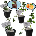 2 Chocolate+2 Orange Mint Plants. Live, Fragrant, Fresh, Edible. Easy Grow. Indoor/Outdoor. (2 Choc+ 2 Orange Mint Cups)