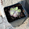 Live Pinguicula cyclosecta – Rare Violet-Toned Mexican Butterwort, Rosette-Forming Carnivorous Plant, Easy to Grow