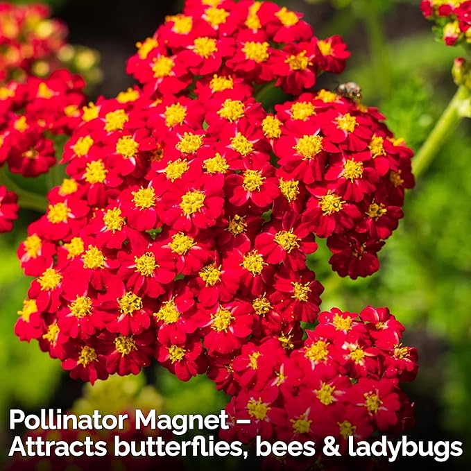 KVITER 7000 Red Yarrow Seeds (Achillea Millefolium Rubra) — Perennial Flower Seeds to Plant Outside, Heirloom & Organic — Native Wildflower Seed for Herb Garden, Beds, Containers & Meadows