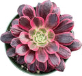 Sprout N Green Aeonium 'White Wedding Dress', Live Rare Succulent Potted 4" Planter, Real House Plant for Party Favors Home Indoor Outdoor Garden Wedding Decoration DIY Projects