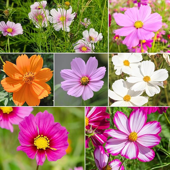 Cosmos Seeds Wildflower Mix, 1 Oz, 7 Varieties Flowers Seeds for Planting (Daydream, Gloria, Picotee, Purity, Radiance, Pinkie, Sulphur)
