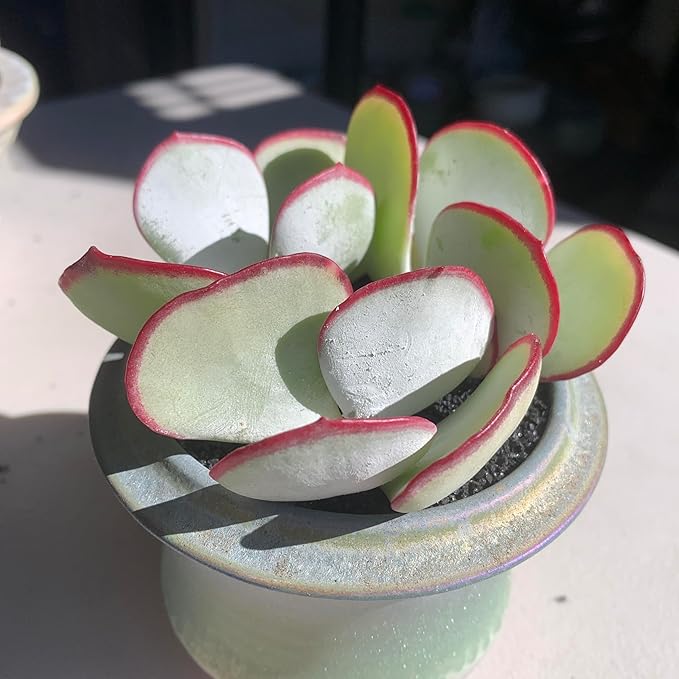 FWPP Live Succulents Plants Echeveria 'White Eyebrow' 2 inches 3 Pack,Rare Green Succulents Bare Root Without Pot Soil, Live Plants Indoor Office Decoration Wedding and Gift