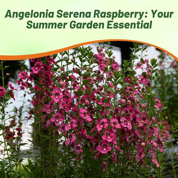 Outsidepride Serenita Raspberry Angelonia Snapdragon Seeds for Planting - 30 Pcs Perennial Flower Seeds, Pollinator-Friendly, Heat, Humidity & Drought-Tolerant, Compact Growth Habit for Containers