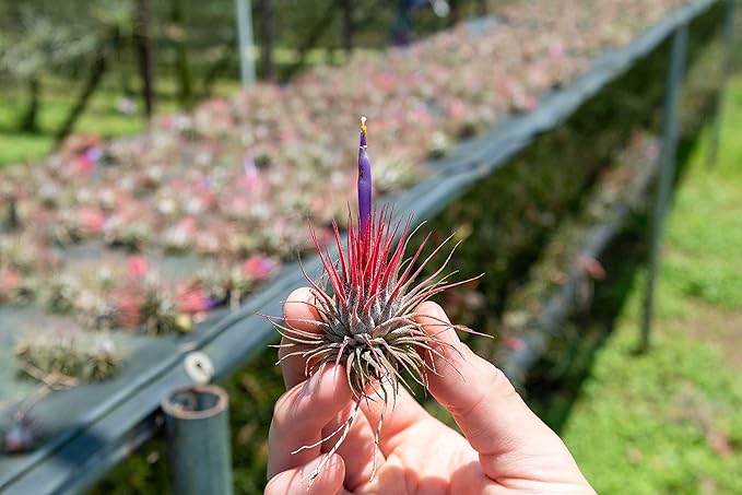 12 Pack Air Plants Ionantha Mexican-Colors and Shape Varies Due to Seasonality-Live Tillandsia Succulent for House Air Plants Holder-Available in Wholesale and Bulk-Easy Care Indoor and Outdoor Plants