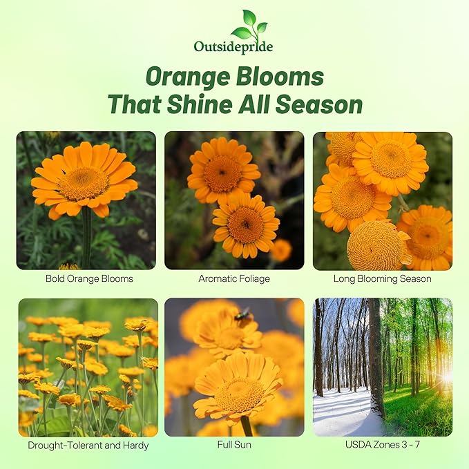 Outsidepride Orange Marguerite Daisy Seeds - 10000 Pcs. Perennial Drought-Tolerant & Pollinator-Friendly, Flower Seeds for Planting Vibrant Blooms for Gardens, Borders & Cut Flowers