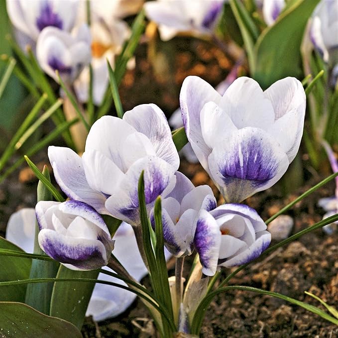 Easy to Grow Crocus Prins Claus 20 Plant Bulbs - Purple & White Flowers in Late Winter to Spring, Full Sun Outdoor Zones 3-8