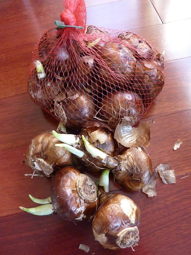 Ziva Paperwhite Flower Bulbs - 5 Bulbs - Large 15/+ cm Size - Paperwhite Narcissi