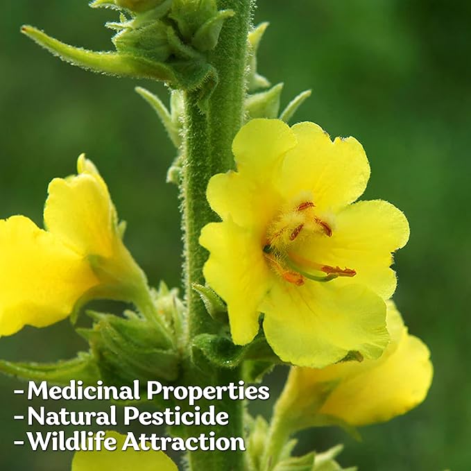 KVITER 1,500 Mullein Seeds for Planting (Verbascum Thapsus) – Mullein Herb, Heirloom Seed Non GMO Organic – Ideal for Herb Garden – US Grown Herbs Flower Seeds