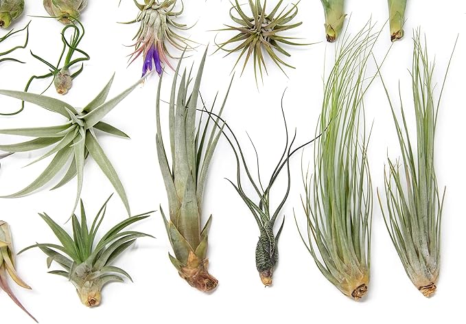 25 Grab Bag Pack Small & Medium Air Plants - Fertilizer Packet - Wholesale - Bulk - Live Tillandsia - Easy Care House Plant - Succulents