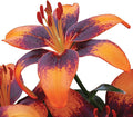 Easy to Grow Lilium Asiatic Tango Lily 'Orange Art' (3 Pack) Garden Plant Bulbs, Black and Orange Flowering Blooms