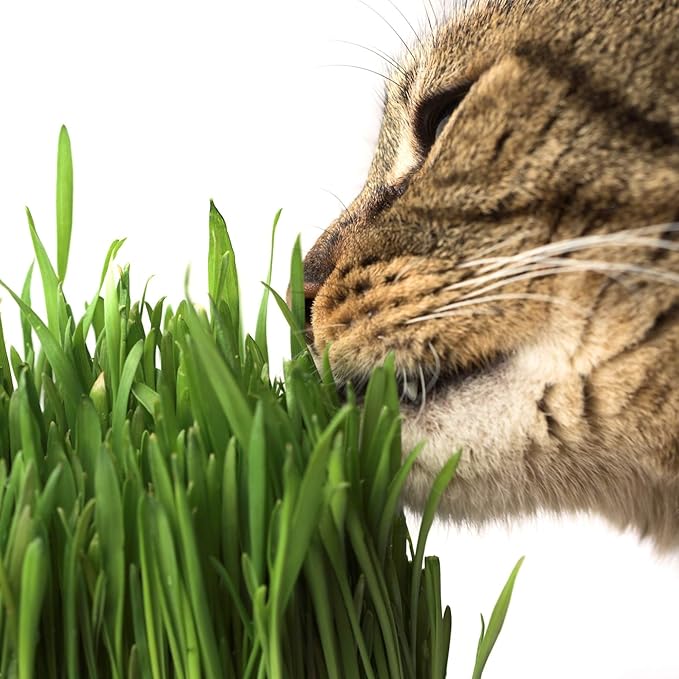 Organic Wheatgrass Growing Starter Kit - Grow & Juice Wheat Grass - Includes Non-GMO, Organic Wheatgrass Seeds - for Healthy Wheatgrass Shots, Home, Garden, and Cat Grass