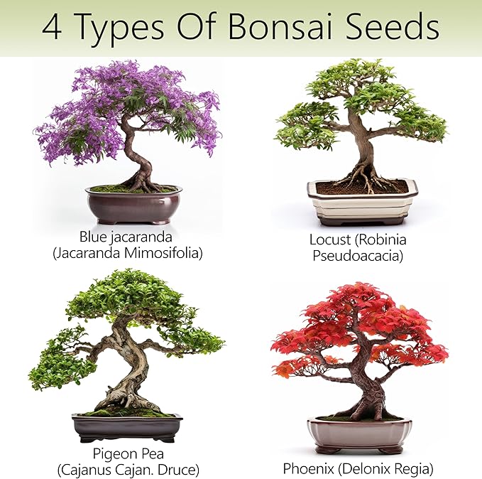 Avergo Bonsai Tree Kit – 4X Unique Japanese Bonzai Trees | Complete Indoor Starter Kit for Growing Bonsai Plants with Tools & Planters – Gardening Gifts for Women & Men